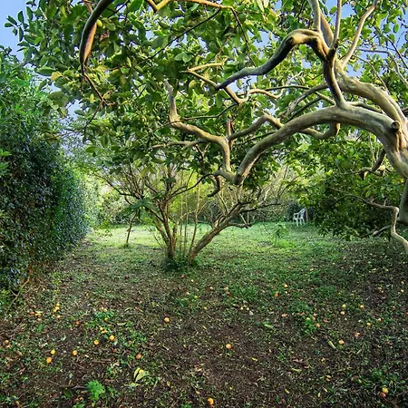Casa Com Quinta Tradicional Pico da Pedra